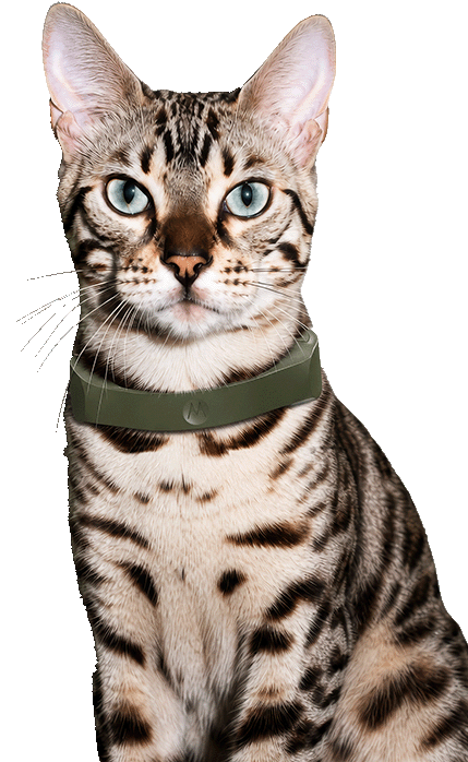 Cat wearing a green collar