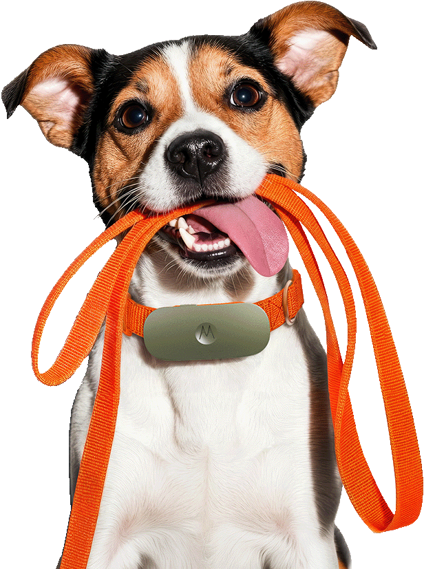 Dog holding an orange leash